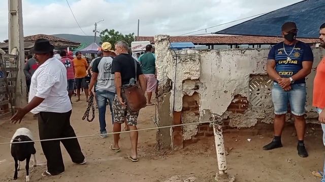 GALO CANTOR NA FEIRA DA GALINHA E DOS PORCOS DE SANTA CRUZ DO CAPIBARIBE-PE ?? 20-03-2024 смотреть онлайн