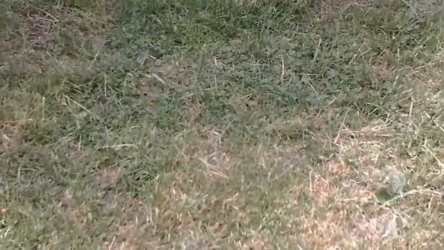 Спасение от бешеной собаки смотреть онлайн