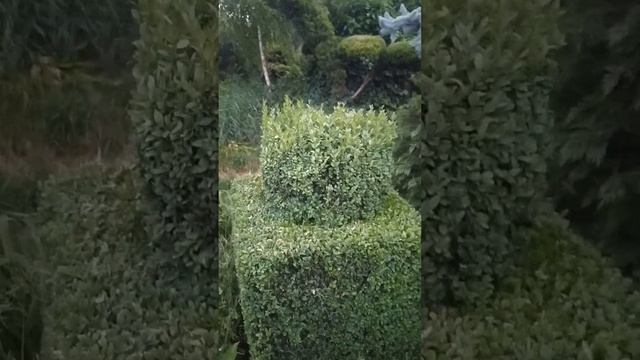 Огневка самшитовая и борьба с ней смотреть онлайн