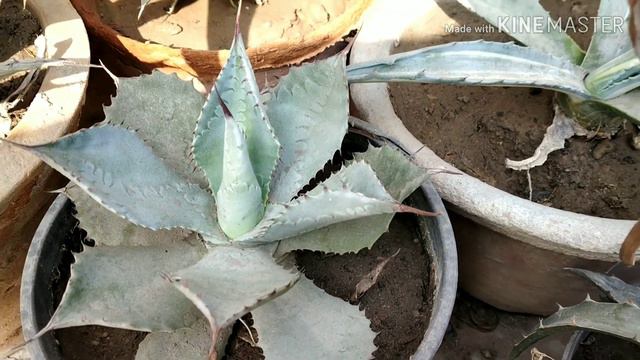 Agave best varieties..... смотреть онлайн