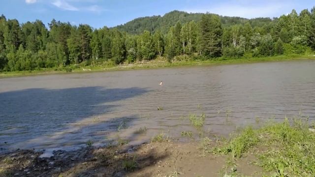 Горный Алтай. Лебедь река. Шаманское озеро. Купаемся и загораем. смотреть онлайн