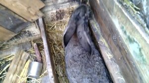 Как вылечить мокрец у кролика //Жизнь в деревне!!!