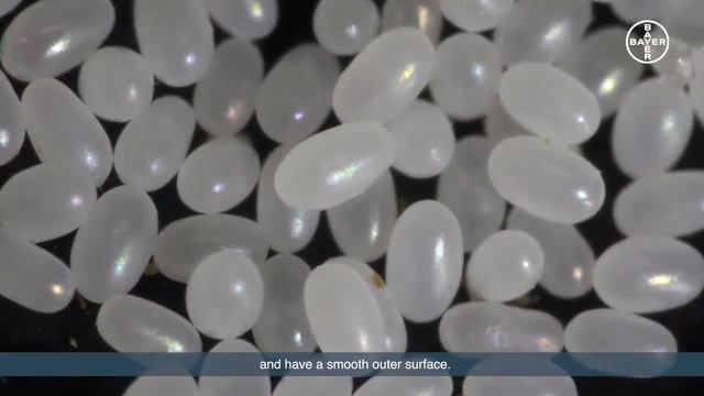 Lifecycle of a flea Video 4 Flea Eggs смотреть онлайн