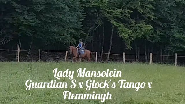 Lady Mansolein v Guardian S x Glock's Tango x Flemmingh смотреть онлайн