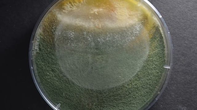 Dual culture test Trichoderma vs. Armillaria Mellea смотреть онлайн