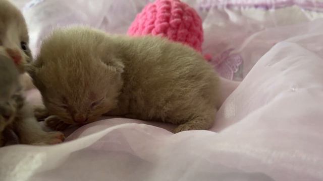 8 days after the birth, our sweet babies open their eyes смотреть онлайн