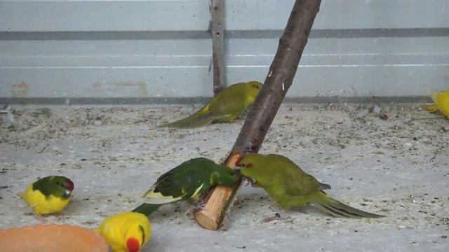 TimPtitZ: Какарики (короткие видео). Kakariki. смотреть онлайн