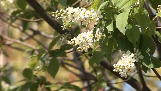 Футаж цветущая черёмуха 2 смотреть онлайн