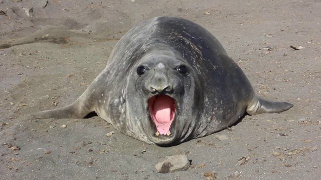 Морской слон смотреть онлайн