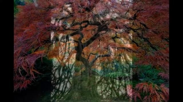 Самые большие деревья на нашей планете смотреть онлайн