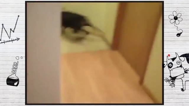 О чем думают животные, собака собирается на дачу Прикол смотреть онлайн