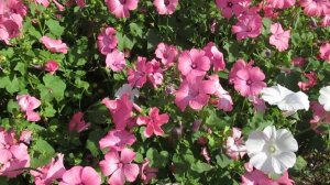 Как вырастить лаватеру  -  садовую розу,  самый неприхотливый цветок