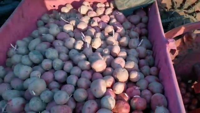 Посадка картофеля сажалкой сн 4б смотреть онлайн