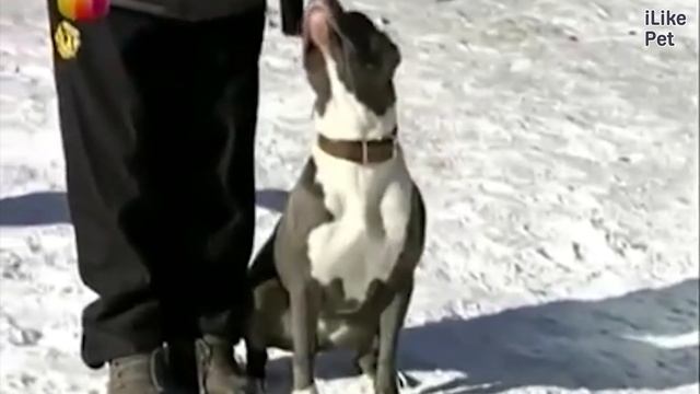 Амстаф Психологические особенности породы на iLikePet смотреть онлайн