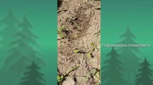 10 БОЛЬШИХ МУРАВЬЁВ ПРОТИВ ЦЕЛОГО МУРАВЕЙНИКА