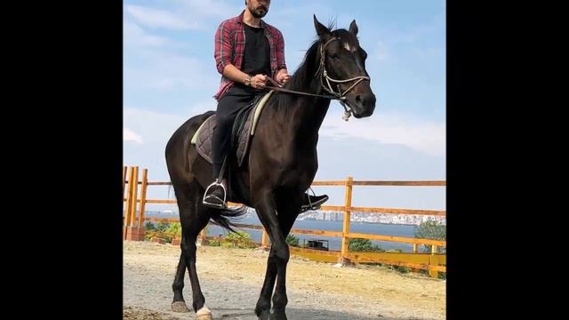 ¡Hay quienes impiden que Halil İbrahim Ceyhan tenga éxito! смотреть онлайн