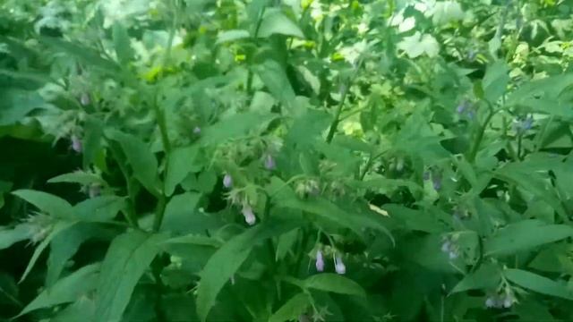 Живокост Окопник - Лекарственные растения. Лечебные травы смотреть онлайн