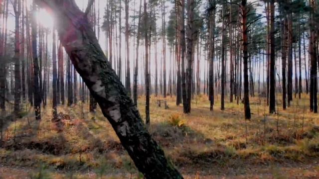 Human&Forest  Человек и Лес