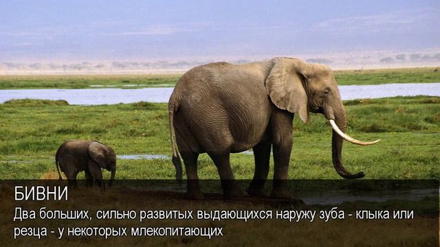 Бивни. Толковый Видеословарь русского языка смотреть онлайн