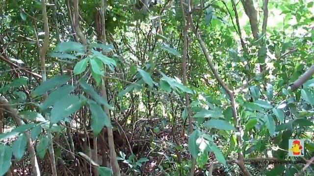 Red colobuses in Tanzania/ Красные колобусы в Танзании смотреть онлайн