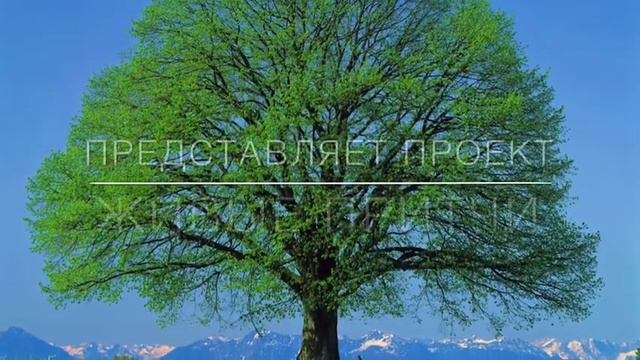 Проект «Живые притчи» смотреть онлайн