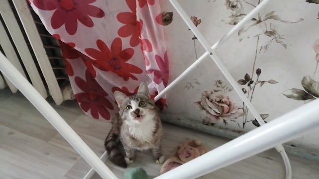 Прикол! Кот жжёт общается через азбуку Морзе #котенок #прикол #любимцы смотреть онлайн