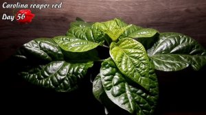 Каролина Рипер красная. Дни 46-60. Рост перца.