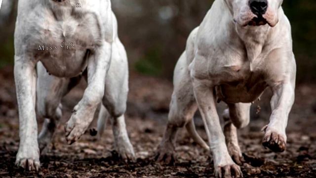 30 Most Dangerous Dog Breeds in the World смотреть онлайн