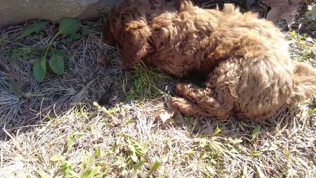 Я ЗАВЕЛ ЩЕНКА!!! Встречаю моего щенка Мини Голдендудла. I got a mini Goldendoodle puppy! смотреть онлайн