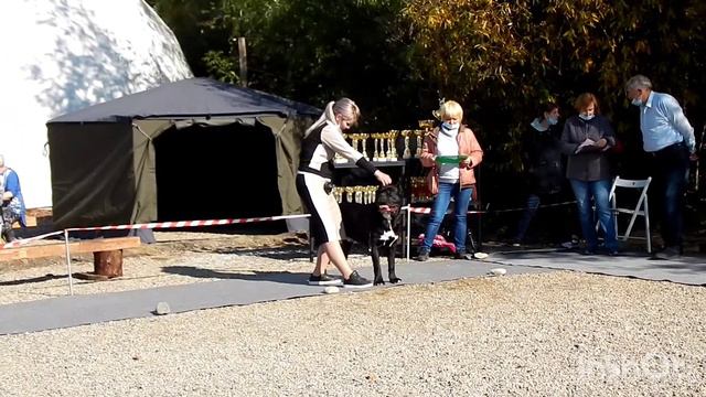 Выставка собак всех пород ранга САС г. Иркутск «СОКРОВИЩЕ БАРГУЗИНА - 2021»