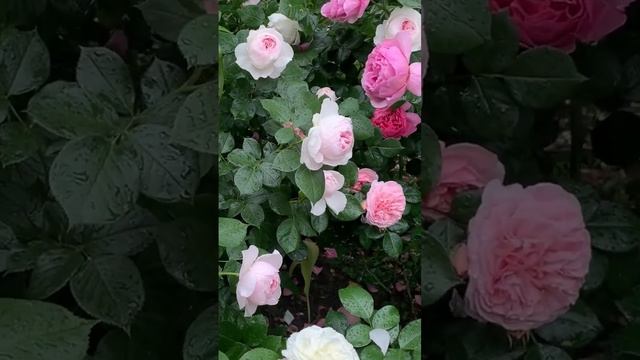 Цветут розы ? Алабастер. Герцогиня Кристиана. Принцесса Александра Кентская. Мария Терезия. Саратов смотреть онлайн