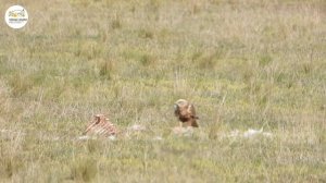 Весна в степи