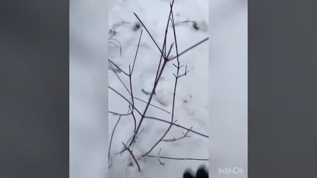 охота на козу, самая гуманная ловушка на козу не для слабонервных, смотреть до конца смотреть онлайн