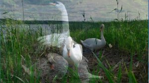 исп  Неизвестен Упала птица в камыши