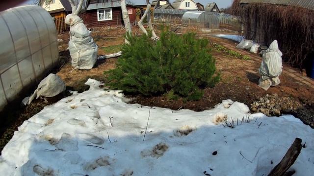 На даче распустились ПОДСНЕЖНИКИ и другие роскошные ПЕРВОЦВЕТЫ! Любуюсь и делюсь красотой с вами. смотреть онлайн