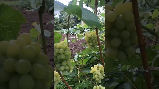Виноград Монарх в Московской области Раменском районе Д.Кулаково. смотреть онлайн
