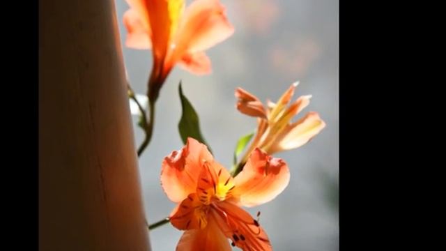 Аптекарский огород. Выставка.mpg смотреть онлайн