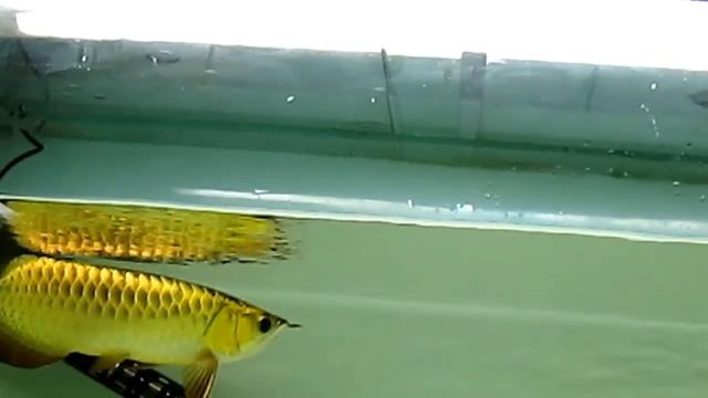 24K Gold Arowana (2013) смотреть онлайн