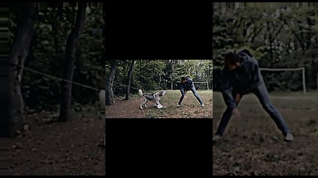 HUSKY SECURITY GUARD!!!!!! смотреть онлайн