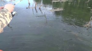 ЛЯГУШКА-НЕЗАЦЕПЛЯЙКА! Щука на поверхностные приманки. Спиннинг летом 2020