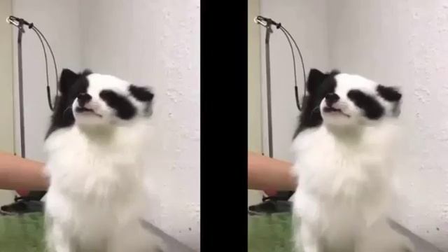 Сушим шпица смотреть онлайн