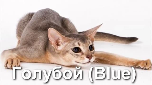 Какие бывают окрасы абиссинцев? Абиссинские кошки смотреть онлайн