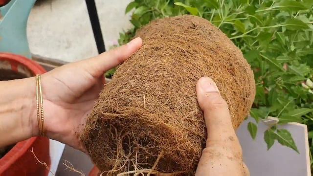 Identify Root Bound Plant //Why & How To Repot //Pegion Berry Plant Repotting