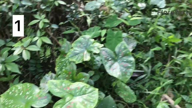 Caladium & Syngonium plant give away|GIVE AWAY ALERT|flora fort смотреть онлайн
