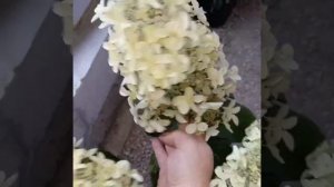 гортензия метельчатая сорт «Пинк Леди»