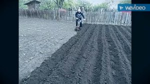 Самодельный культиватор в работе