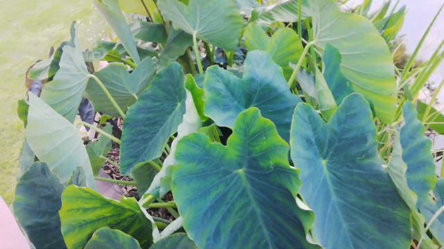 260#. Aroids: Alocasia, colocasia-aktualizacja 23.08.19. смотреть онлайн