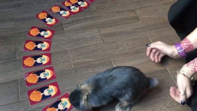 Гадание от Добби смотреть онлайн