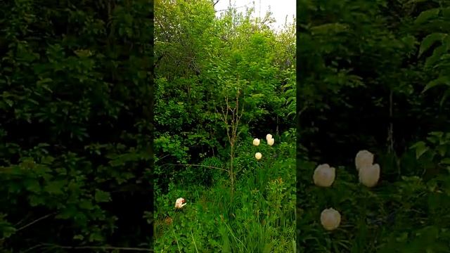 Соловей поёт на даче смотреть онлайн