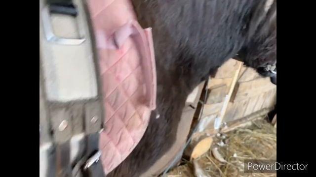 Немного о содержание осла. смотреть онлайн